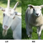 What is the Difference Between Wool and Cashmere